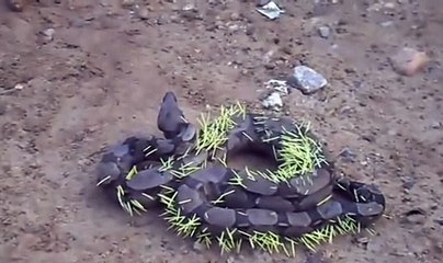 A Snake Tried To Eat A Porcupine