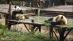 Panda diplomacy: China's animal envoys arrive in Berlin