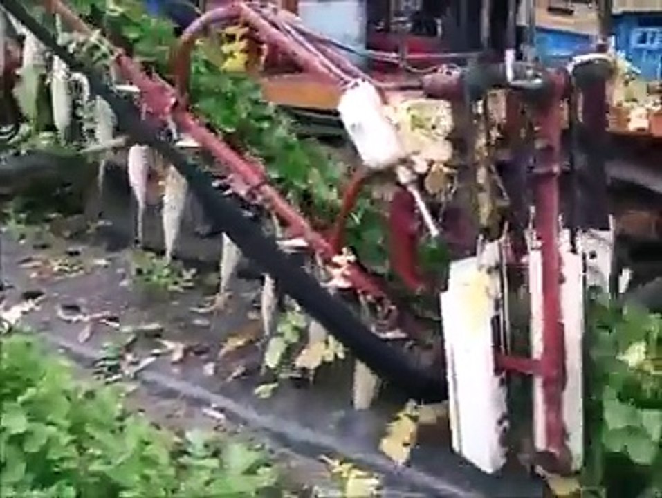 VEGETABLE CUTTING FROM FARM