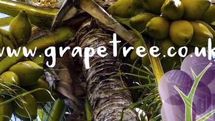 Buy UFC Coconut Water - Grape Tree Shop