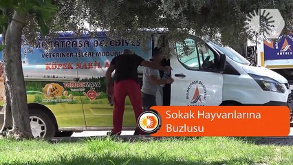 Sokak Hayvanlarına Buzlusu