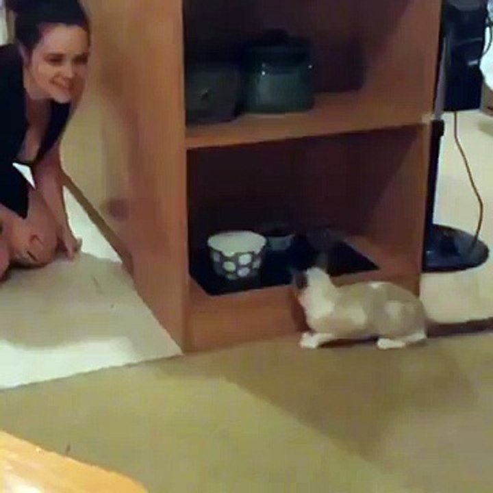 Katze versucht „Verstecken" zu spielen, aber dann ganz plötzlich ... das hat er nicht erwartet!