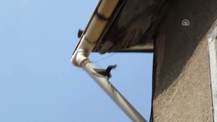 Çatıda Mahsur Kalan Kırlangıç Kurtarıldı