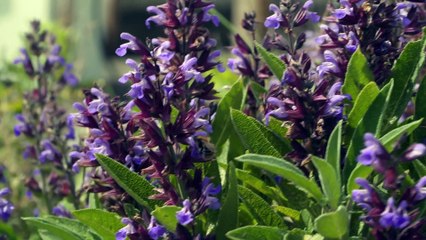 FUN-MOOC : Ingénierie écologique