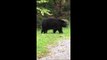 Momma Bear and Cubs Rummage Outside Family's Cabin in Gatlinburg, Tennessee