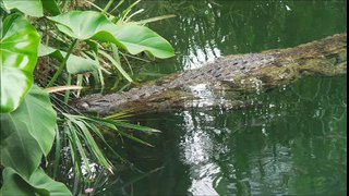 Pierrelatte les crocodiles 2017