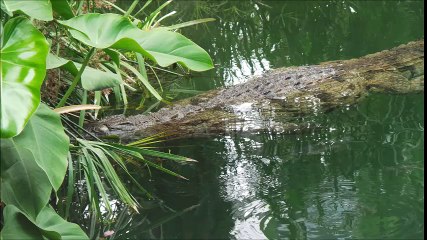 Pierrelatte les crocodiles 2017