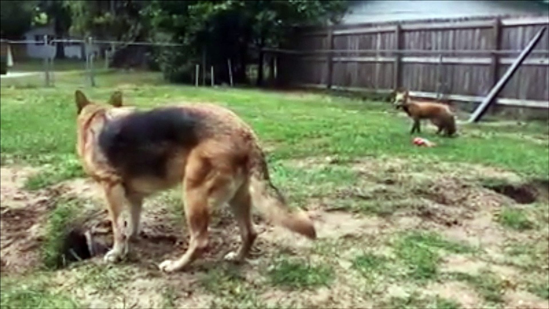 Un Berger Allemand Adore Jouer Avec Son Renard Video Dailymotion