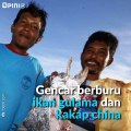 Harga Mahal Gelembung Ikan