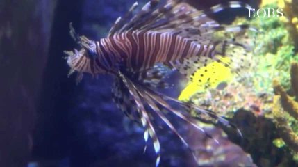 Un robot pour chasser le prédateur poisson-lion