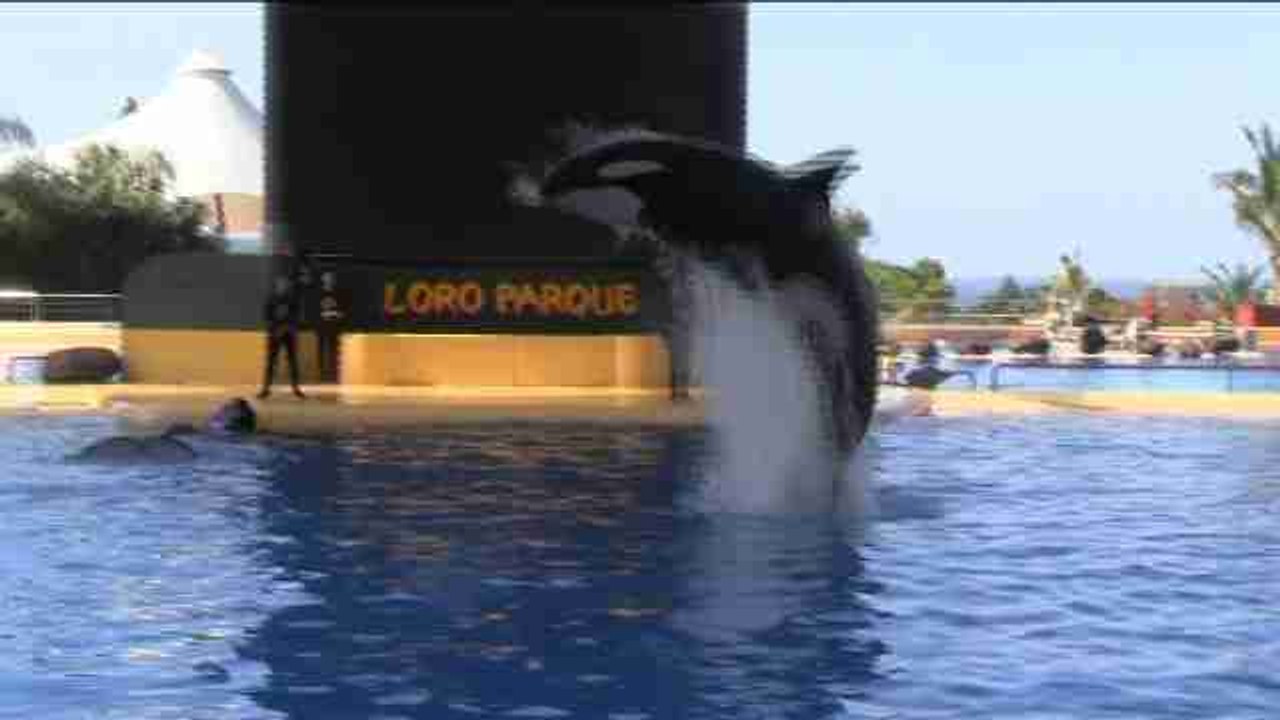 Loro Parque celebra que por séptima vez una resolución avale trato a Morgan