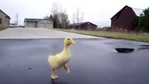 Ce bébé canard suit cet homme à la trace ! Trop Mignon !