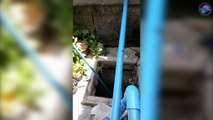 Cat Rescued From Sewer In Thailand