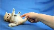 Tatlı Minik Kedi Yürümeyi Öğreniyor