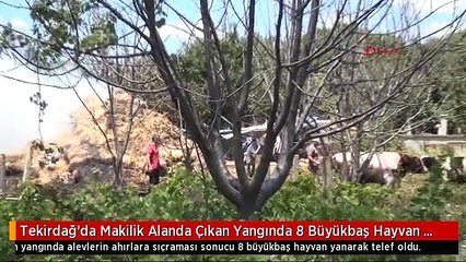Tekirdağ'da Makilik Alanda Çıkan Yangında 8 Büyükbaş Hayvan Telef Oldu
