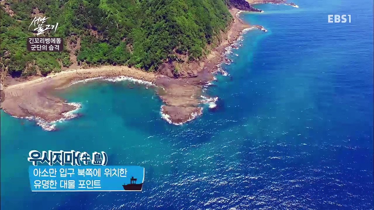 성난 물고기 - 긴꼬리벵에돔 군단의 습격_#001