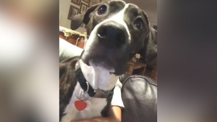 These dogs are not into your fireworks display