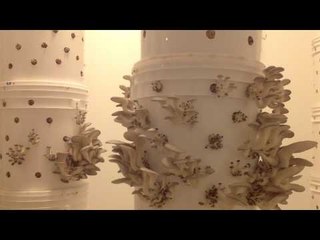 Two-Week Time-lapse of Oyster Mushroom Growth
