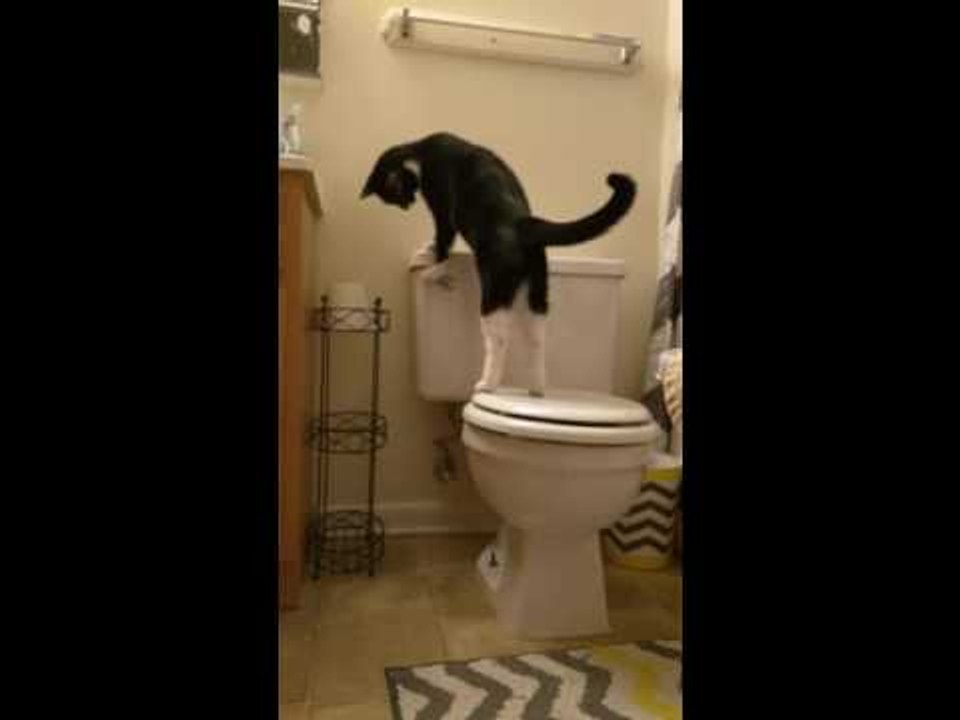 Clever Cat Flushes the Toilet Again