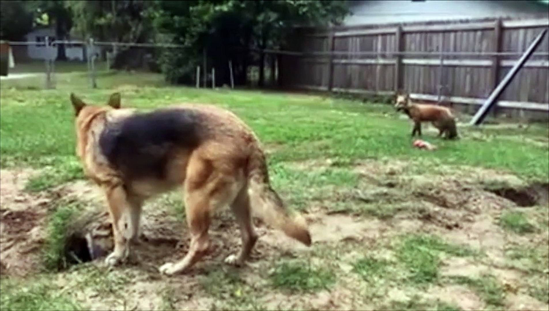 Tout ce que vous devez savoir sur le malinois, image size:1905x1080