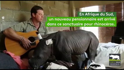 Il joue une berceuse à la guitare pour un bébé rhinocéros