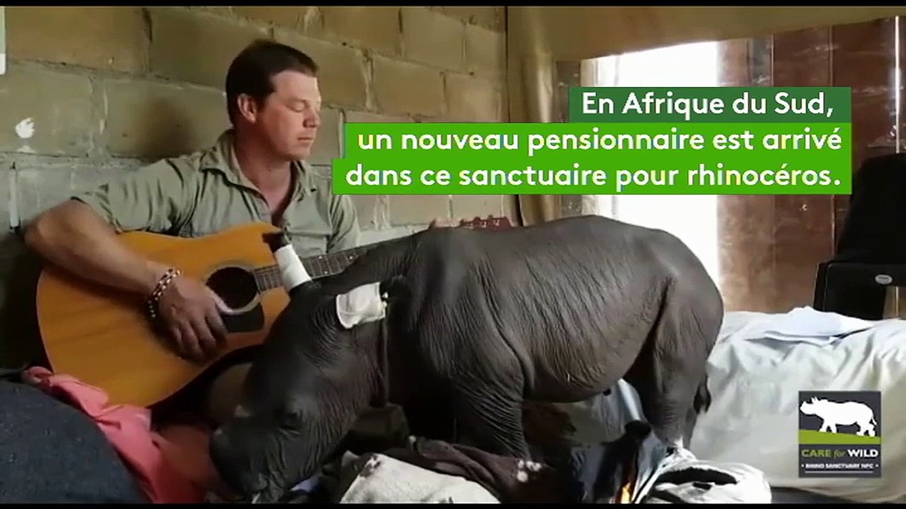 Il joue une berceuse à la guitare pour un bébé rhinocéros