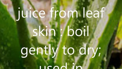 Wan hang chora kheMedicinal Used  Yellow juice from leaf skin  boil gently to dry