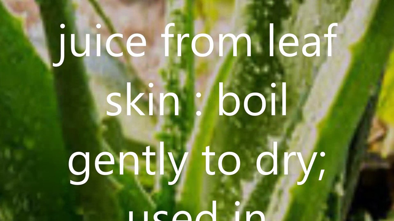 Wan hang chora kheMedicinal Used  Yellow juice from leaf skin  boil gently to dry