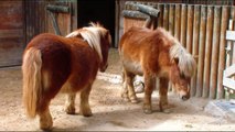 MINI PORCOS Ovelhas Pônei A Little Pony Animals Funny