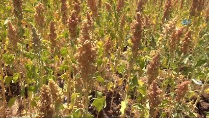 Bingöl'de İlk Kez Kinoa Bitkisi Ekildi