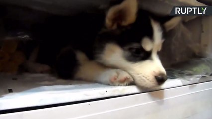 シベリアン・ハスキーの子犬が見つけた予想外な居場所
