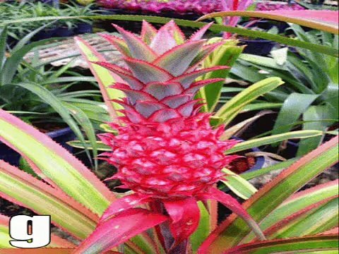 Murat Göğebakan Seni Benim Kadar Kimse Sevemez