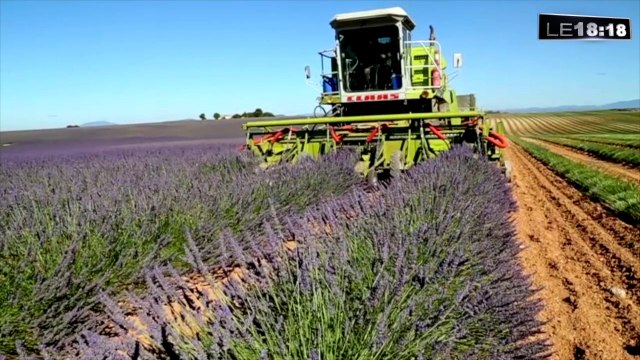 La récolte de la lavande et du lavandin a débuté dans les Alpes-de-Haute-Provence