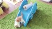 Funon Slides Compilation _ Funny Kittens on Slide