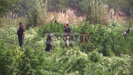 Report TV - Llalla: Policia përjashton prokurorët kur asgjëson drogën