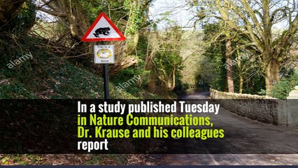 In Neanderthal DNA, Signs of a Mysterious Human Migration