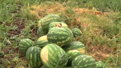 Bursa Karacabey'de Karpuz Hasadı Başladı