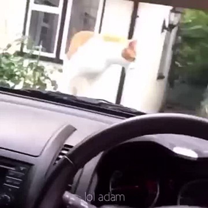 Seksi Kedi - Sexy Cat