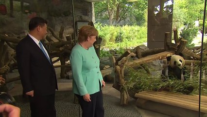 Rummel um neues Panda-Paar im Berliner Zoo