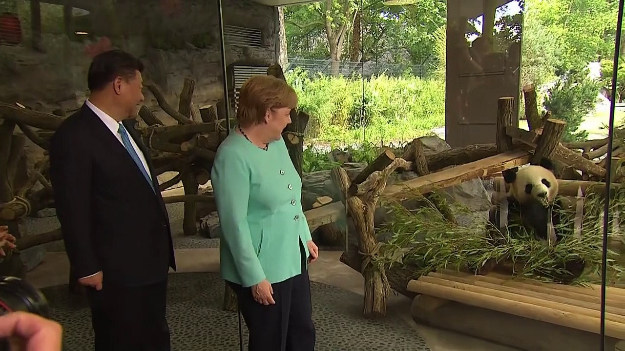 Rummel um neues Panda-Paar im Berliner Zoo