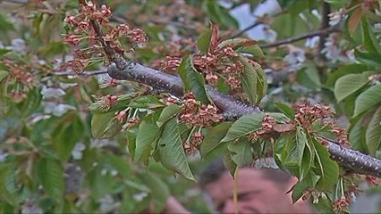 Report TV -  Korçë, moti i keq shkatërron pemtarinë, fermerët: Po falimentojmë