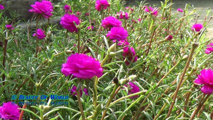 Seasonal Flower Of Bangladesh - Time Flower/ টাইম ফুল