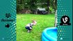 AFV FUNNY KIDS FAILS COMPILATION 2017 (Best Fails of the Week - January 2017)  Life Awesome