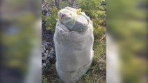 Ora News - Trafiku - Shkodër, kapet 48 kg kanabis në kufi me Malin e Zi, autorët zhduken në pyll