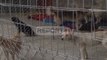 Report TV - Lezhë, nis trajtimi i qenve endacak Bashkia: Nuk ka më rrezikshmëri