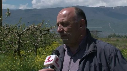 Насадите со јаболка измрзнати и во струшко