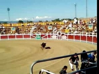 taureau piscine carcassonne