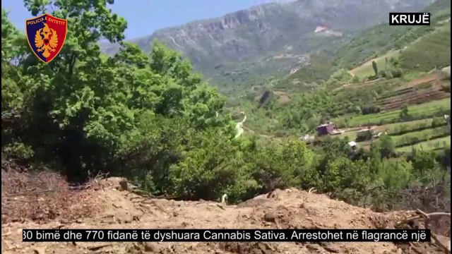 Kapet drogë, pranga një personi dhe hetim në gjendje të lirë për Kryetarin e fshatit