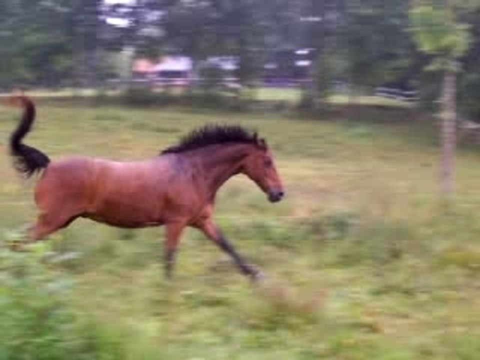 Video chevaux 008