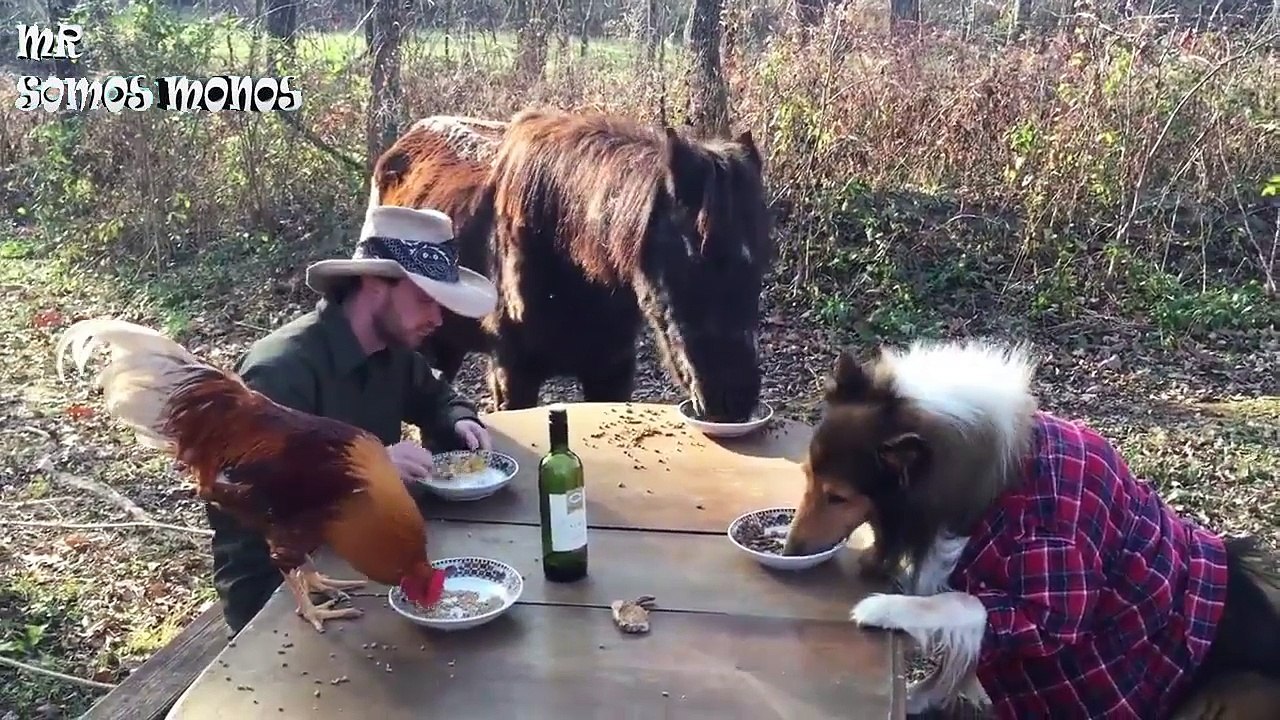 VIRALES Y FAILS MAS VISTOS DE LA SEGUNDA SEMANA DE JULIO 2017 parte 2 nuevo